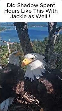 Shadow and Kaydee vs Shadow & Jackie #baldeagle #baldeaglenest #eaglenestcam