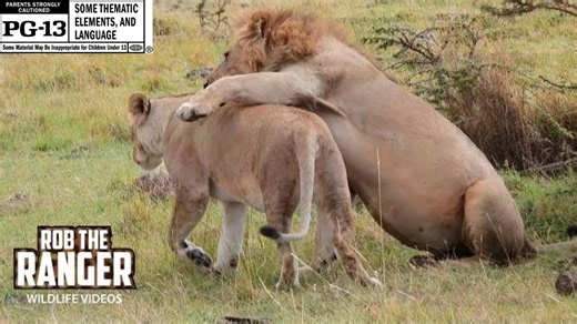Watch majestic wild lions create cute new cubs on safari