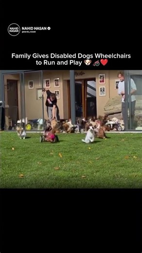 Family Gives Disabled Dogs Wheelchairs to Run and Play 🐶🦽❤️