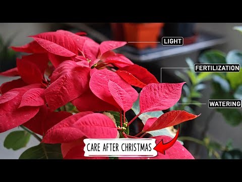 How to take Care of Poinsettia Indoors ?
