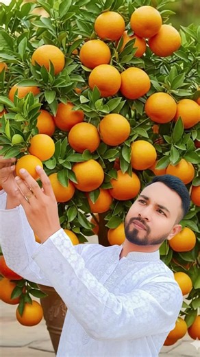 🍊 Orange Tree Propagation from Cuttings | Step-by-Step Guide