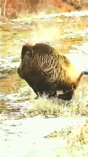 Wild Boar Hunting Gone Crazy 🐗🔥Dangerous Hunting Moment 😱🎯Epic Wild Boar Action in Forest 🌲🐗 Short