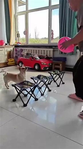 Funny Dog Videos Compilation — Best Viral Dog Clips