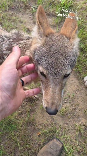 SNACK TIME!🐺🌭 ❤️ #wildlife #dog #weavethecoyote #funny #cute #animals #puppy #nature #food #foodie