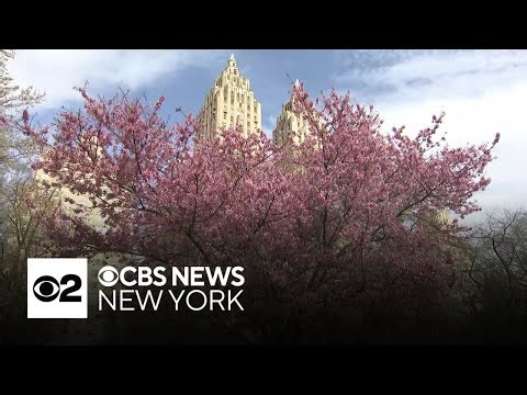 Cherry blossoms beginning to bloom in Central Park