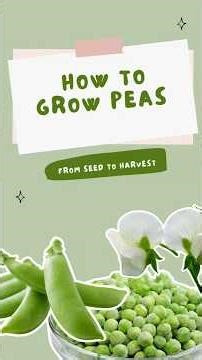 Your window to start peas is closing fast. Here’s how to get them started right now!