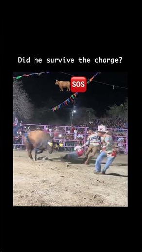 Did he survive the charge? Wait till the end 🐂 🆘
