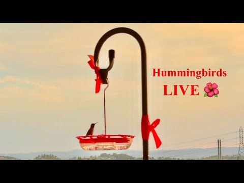 Tiny Hummingbirds Visiting Live 🌺 Stay and See Who Appears