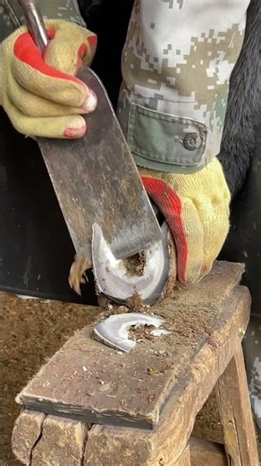 The hoof is too hard! Master used a lot of strength to fix丨ASMR丨Donkey hoof cutting sound