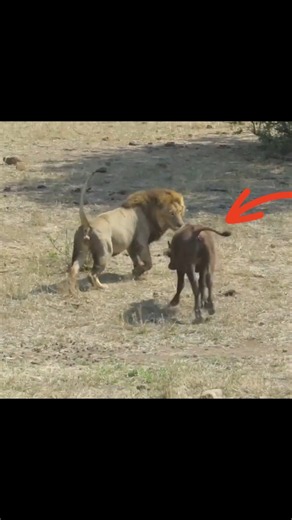 Why Is This Buffalo Attacking Lion By info fact News