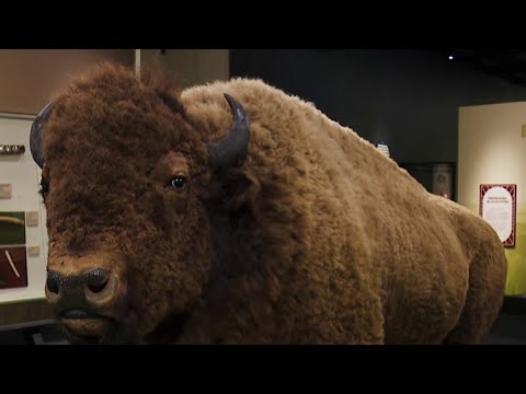 Bison exhibit brings national mammal's story to life | NBC4 Washington