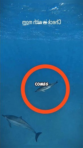 Adorable Baby Dolphin Joyfully Swims Back to Its Mother😱🥰 #shorts #shortsfeed