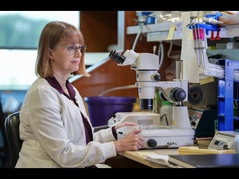 How Stowers Scientists Found the DNA Site Where Robertsonian Chromosomes Fuse