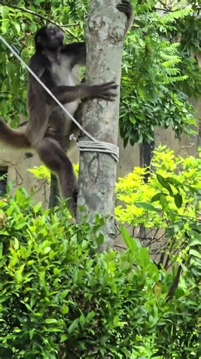 棕蜘蛛猴Brown Spider Monkey/Taipei Zoo