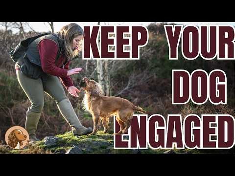 What To Use For Retrieving – Pet Spaniel Fundamentals