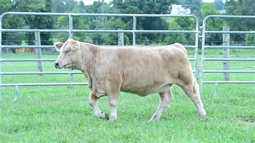VCCP Lot 13