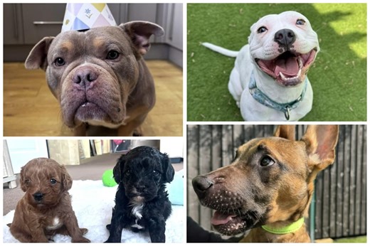 11 adorable dogs for adoption including squishy-faced pocket bullies and 'cavapoos'