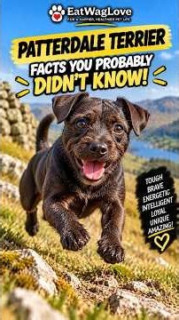 Patterdale Terrier Facts You Probably Didn’t Know! 🐶 #PatterdaleTerrier #Patterdale #TerrierFacts
