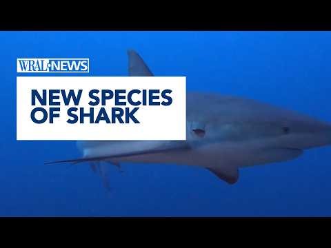 Caught on cam: Dusky Shark is Great White relative