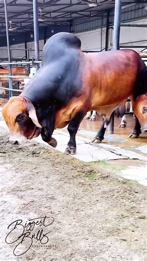 A day in the life of a heavyweight Brahman bull
