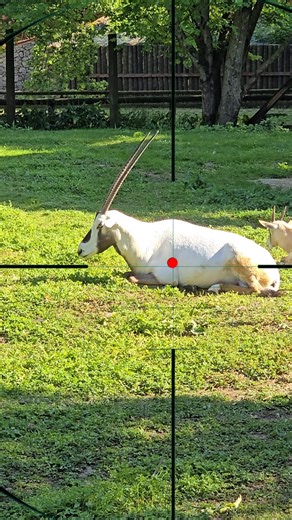 Ibex Hunting