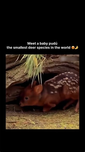 Meet a baby pudú, the smallest deer species in the world 🌍