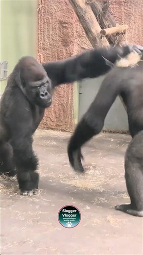 Can you believe Lope is 13 already? 😮 Zoo Bassin D'Arcachon