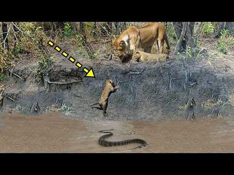 MUST WATCH! King Lion Try To Hunting Big Python Snake | Wild Animal Attacks | Tiger Bear Wolf Croc