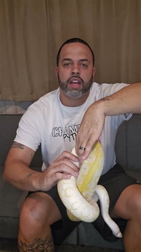 "Python Talk" How we work with one of our pythons that bite the most. #ballpythonsnake