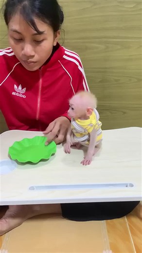 Cute Baby Monkey Bibi — Latest Cute Monkey Video