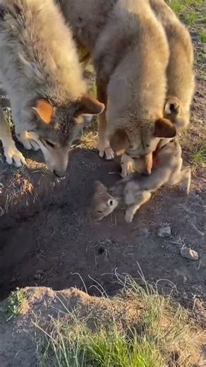 The Whole Wolf Pack Cares for Their Injured Little Pup!🐺❤️ #wolf #wolves #wolfpack #greywolf #shorts