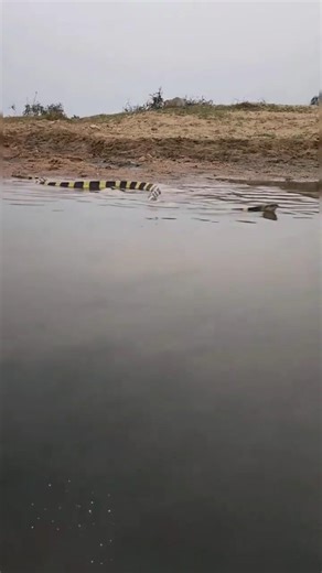 Banded Krait: A Beautiful but Highly Venomous Snake #educational #snake