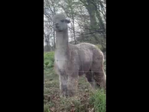 Delphi’s Mythic - Huacaya For Sale