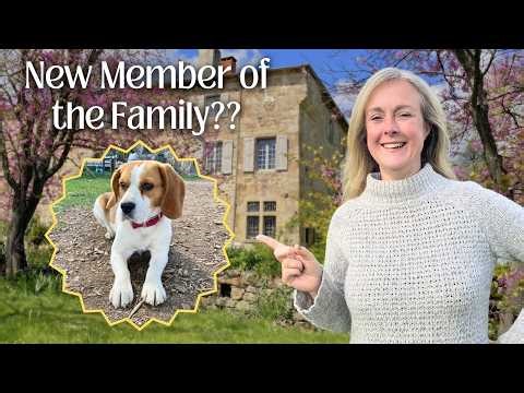 Happy Surprise! We Adopted a New Dog (+ DIY bunkbed updates)