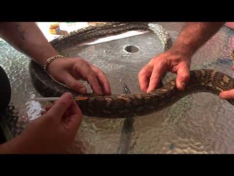 Vitamin K injection for poisoned carpet python