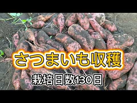 【さつまいも収穫】栽培日数130日安納芋