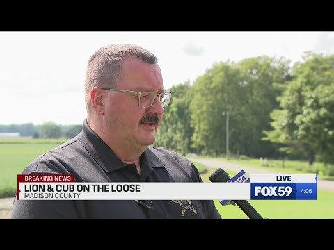 Deputies on hunt for loose lion, cub in Hancock/Madison counties