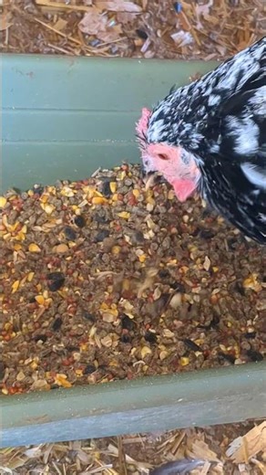Does This Chicken Peck At A Specific Food?