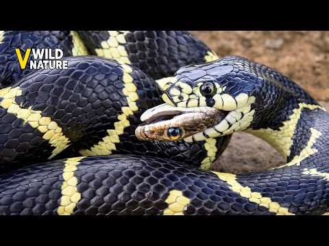 50 Most Ruthless Snake Attacking and Swallowing Prey Caught on Camera | Animal Fights
