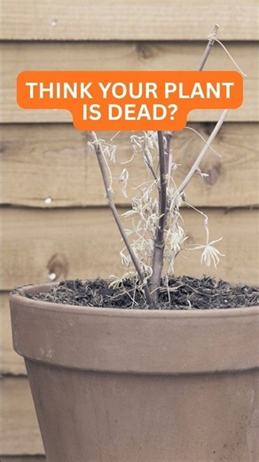 Think your plant is dead? Don’t bin it yet!