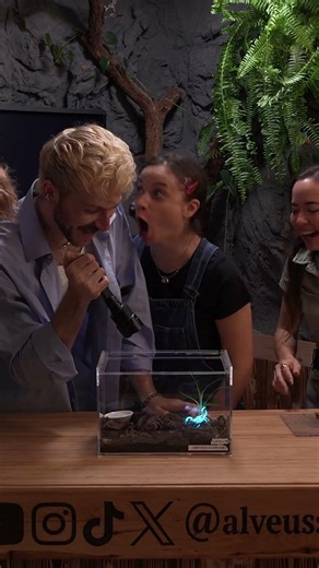 I'm sorry...scorpions GLOW?!