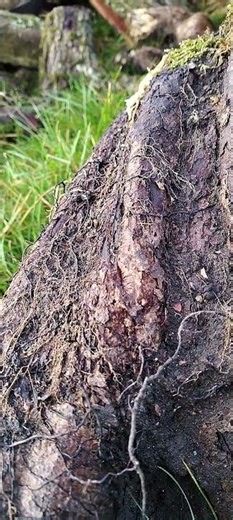 Honey Fungus Bootlaces