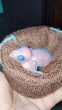 pacific parrotlet chick #handfeeding #chick #caring #shorts