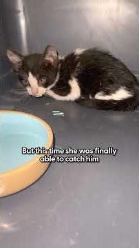 Woman Spots A Tiny Kitten In The Middle Of The Highway | The Dodo