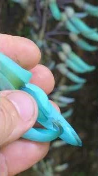 Meet the Jade Vine - Strongylodon macrobotrys