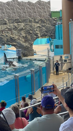 Orca #orca #animals