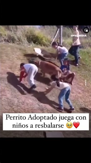 Los perros tienen una forma única de llenar el mundo de amo #dogs #rescue #animals