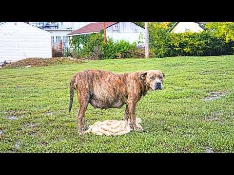 Pregnant Pittie Refuses Rescue — Then Becomes The Sweetest Couch Potato