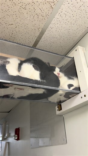 Understanding Cat Behavior for Cat Lovers