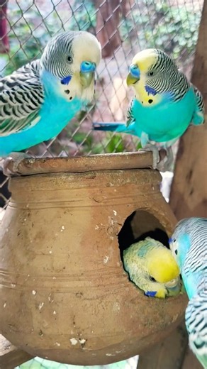Cute Budgie Sounds for a Happy Day 🥰